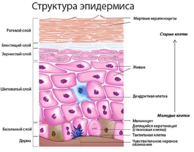 Картинки по запросу эпидермис кожи