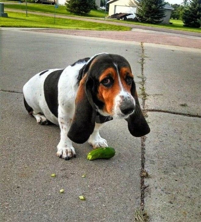 I Present To You Duffy My Cucumber Stealing Bassett Hound