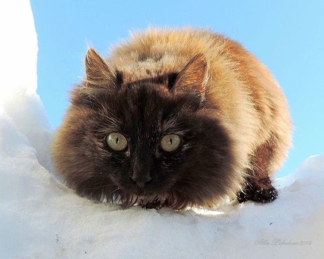 Siberian Cat