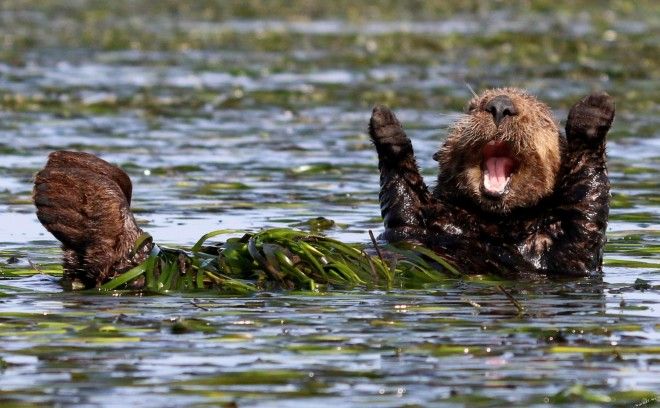 Картинки по запросу comedy wildlife photography awards 2017