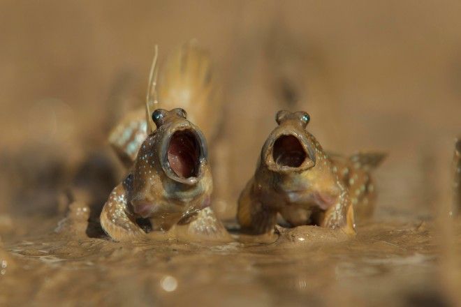 Картинки по запросу comedy wildlife photography awards 2017