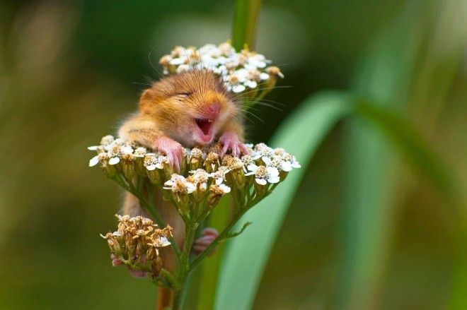 Картинки по запросу delighted dormouse