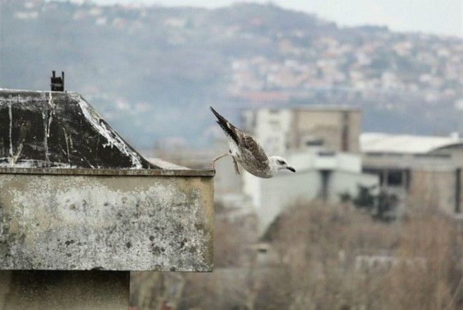 Самоубийство чайки