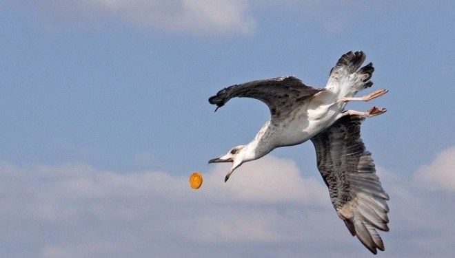 20 фото посмотрев которые вы поймете что фотограф настоящий счастливчик