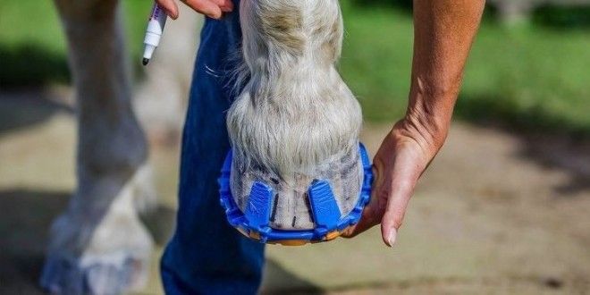 12. Обувка для лошадей, которая бережёт суставы животного. Она заменяет собой стальные подковы и её легко снять в мире, гениально, изобретения, на заметку, удобно, хитрости