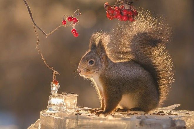 BФотограф 6 лет снимал белок и вот его лучшие работы