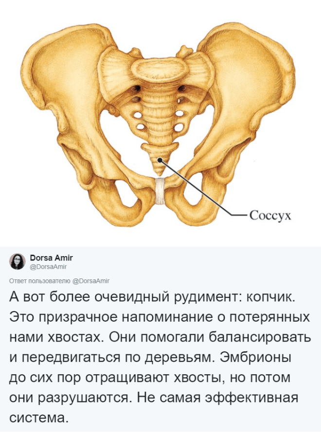 BАнтрополог рассказала какие органы у нас лишние и для чего они были нужны