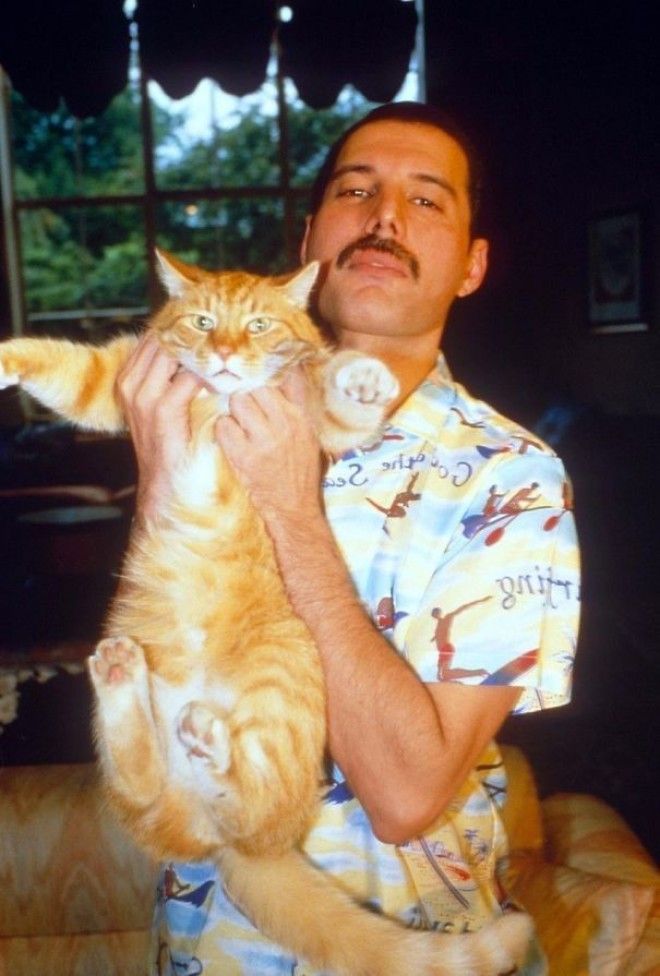 Фото, передающие всю любовь Фредди Меркьюри к кошкам