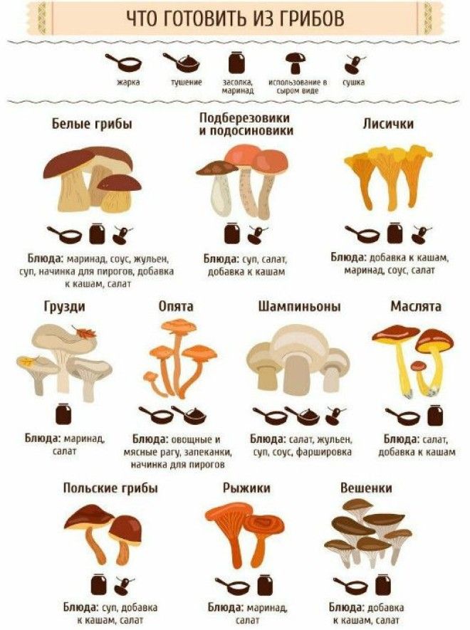 Виды грибов и особенности их сочетания. | Фото: Полезные советы.