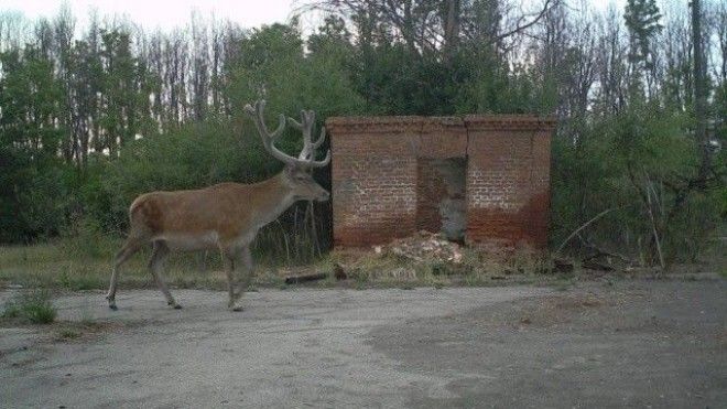 Возрождение природы в Чернобыле