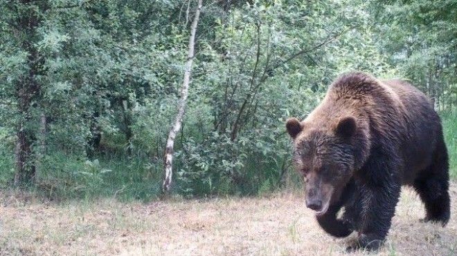 Возрождение природы в Чернобыле