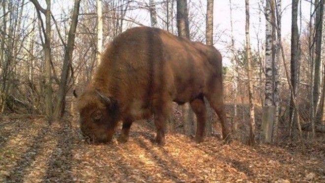 Возрождение природы в Чернобыле