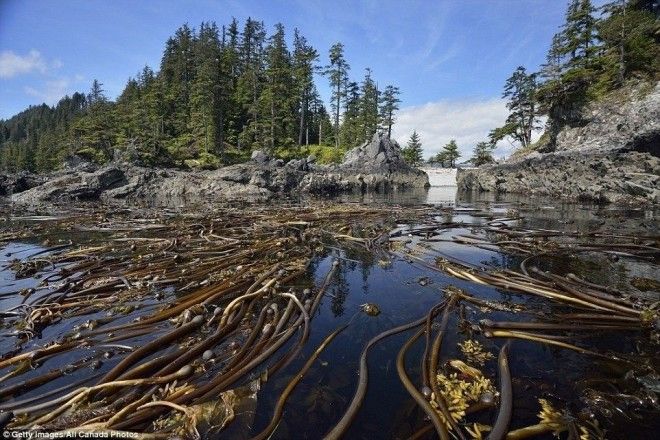 Ужасы морских глубин опасности которые таит в себе океан