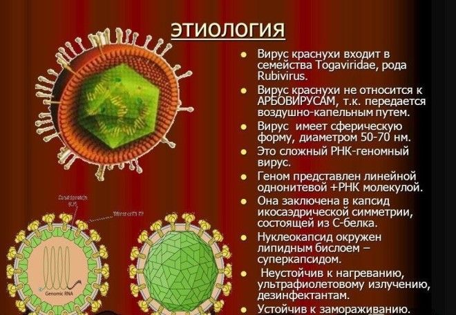 Краснуха детские болезни здоровые опасно для взрослых факты