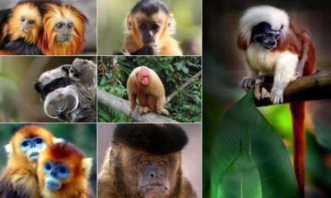 В Бразилии 77 видов обезьян но увидеть их можно только в зоопарках