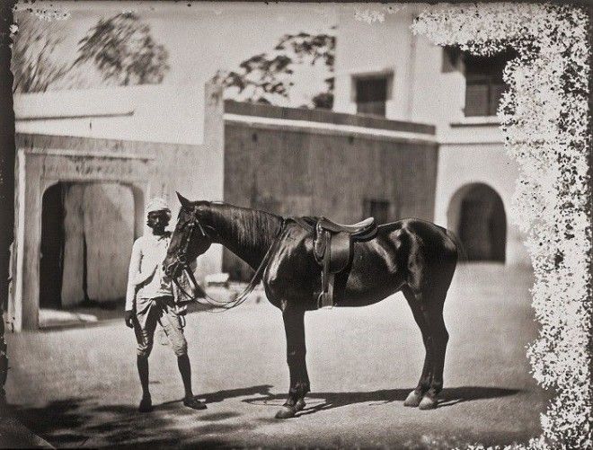 Одна из лошадей принадлежащих махарадже Джайпур примерно 1857 год