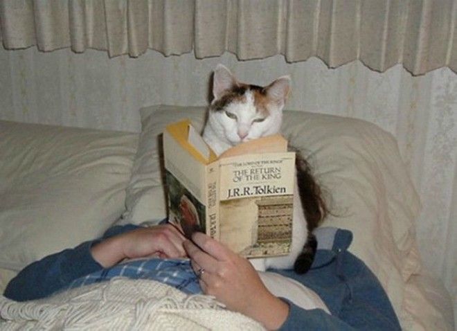 Кот ученый читает