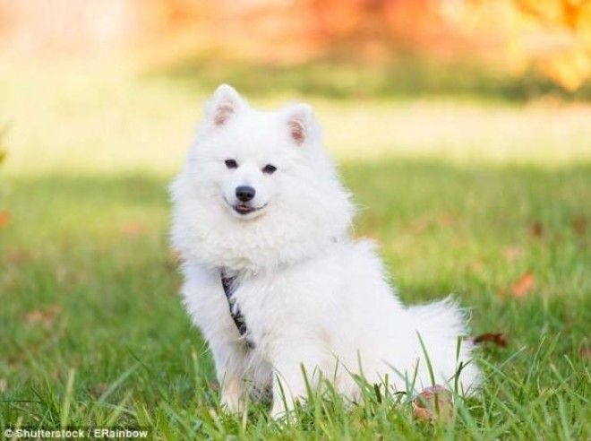 SЖительница Китая купила породистого щенка но его стали бояться сородичи