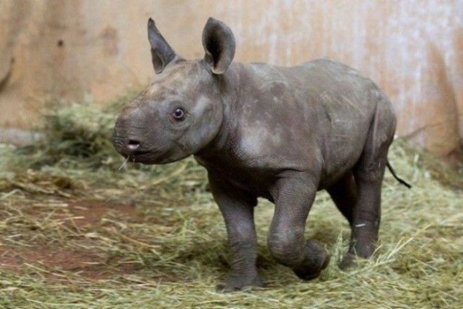 6. В зоопарке Цюриха впервые за 18 лет в неволе родился редкий чёрный носорог в мире, люди, фото