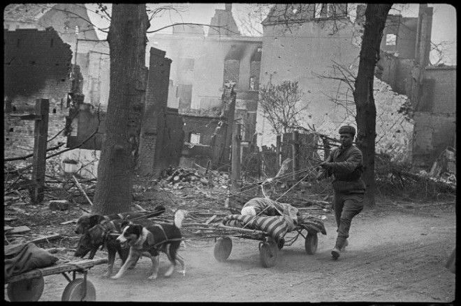 Эвакуация раненого на собаках с поля боя. Германия, район Зееловских высот, апрель, 1945 год. 