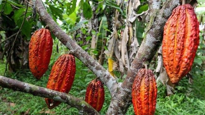 как добывают какао