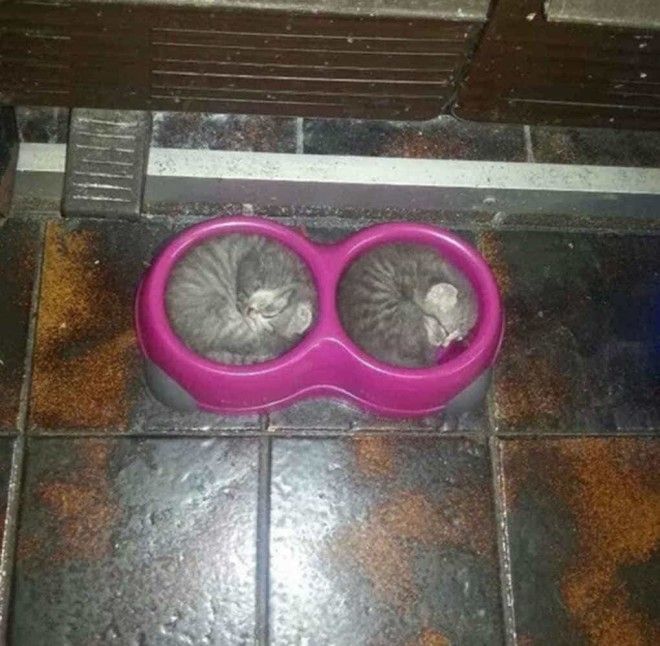 Картинки по запросу kittens in a bowl