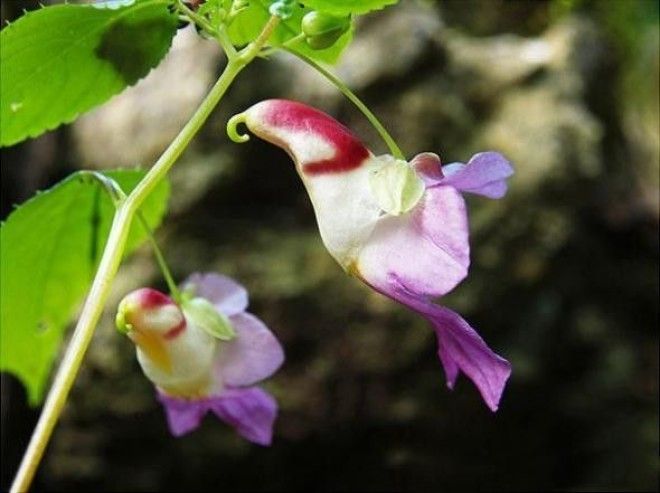 Цветокпопугай Impatiens Psittacina интересное цветы в мире юмор