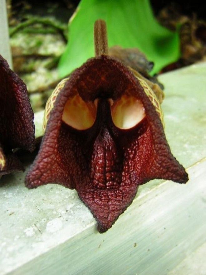 Дарт Вейдер Aristolochia Salvadorensis интересное цветы в мире юмор