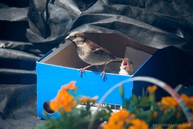 Они нашли этого слепого воробья у себя на балконе после грозы 