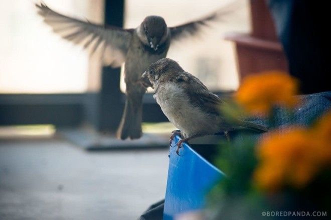 Они нашли этого слепого воробья у себя на балконе после грозы 