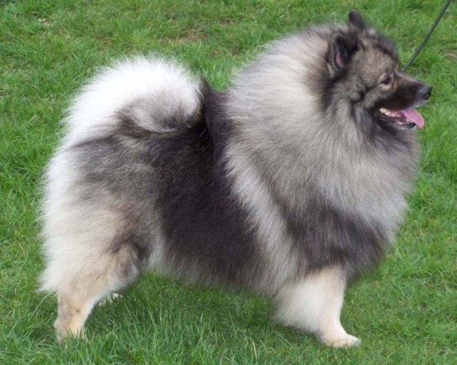 keeshond