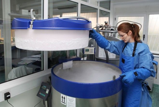  cryopreservation of cell culture