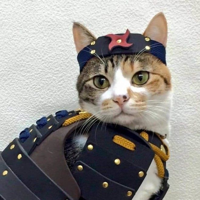 Costumes for Pets