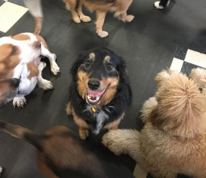 L20 умилительных фото собак которые безгранично любят своих хозяев