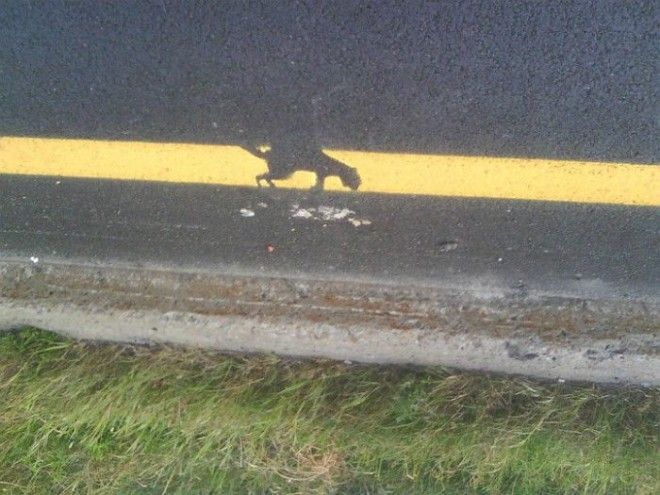 В память о славном грызуне