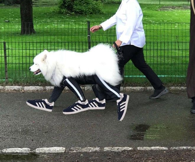 ÐÐ°ÑÑÐ¸Ð½ÐºÐ¸ Ð¿Ð¾ Ð·Ð°Ð¿ÑÐ¾ÑÑ Ð¡Ð¾Ð±Ð°ÐºÐ°