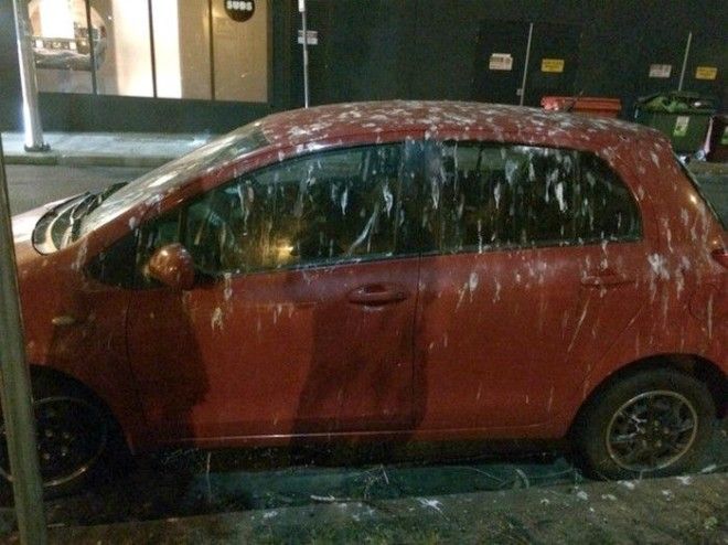 Месть пернатых