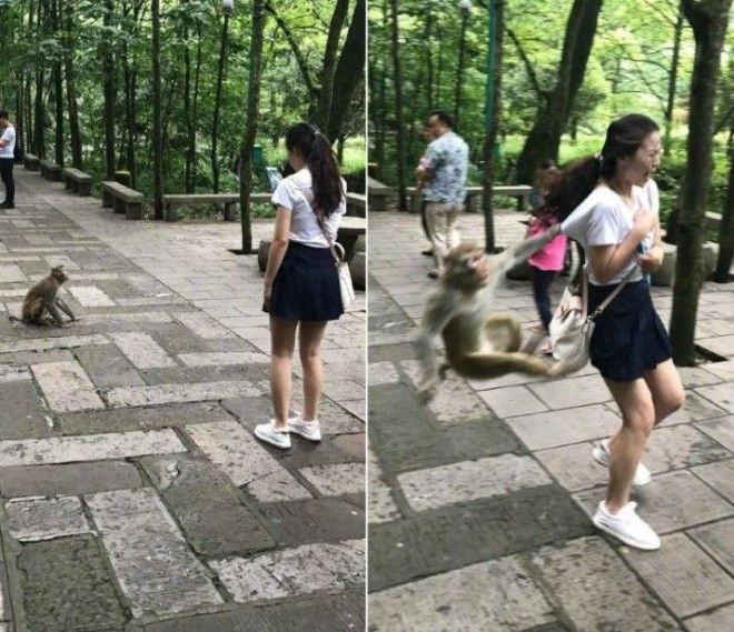 Злая обезьяна