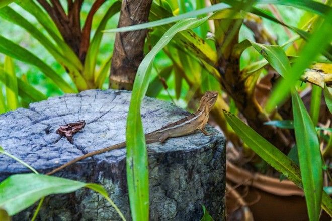 Таиланд водопады и природа