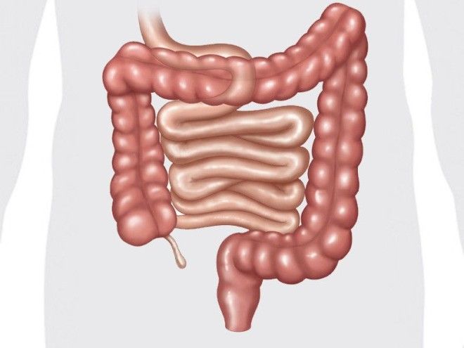 как очистить кишечник