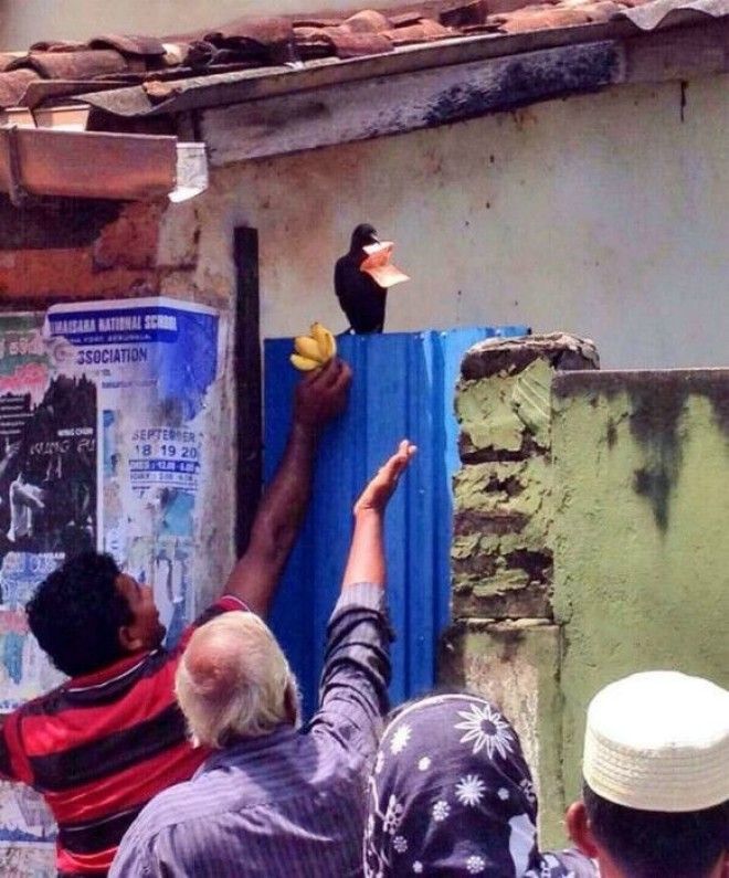 Ловкая и богатая птица