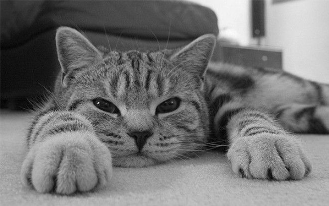 Отдыхать и ничего не делать.