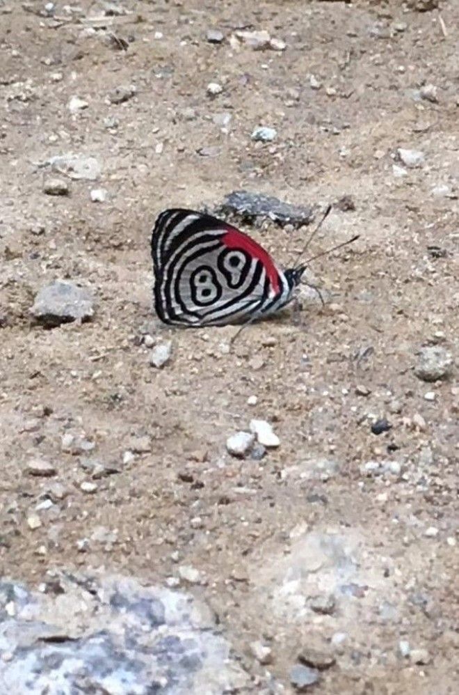 LB20 вещей которые притворяются совсем не тем чем являются