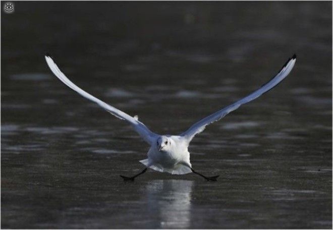 Казусы возможные только зимой 34