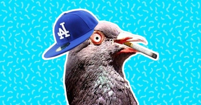 SПочему голуби кивают головой при ходьбе