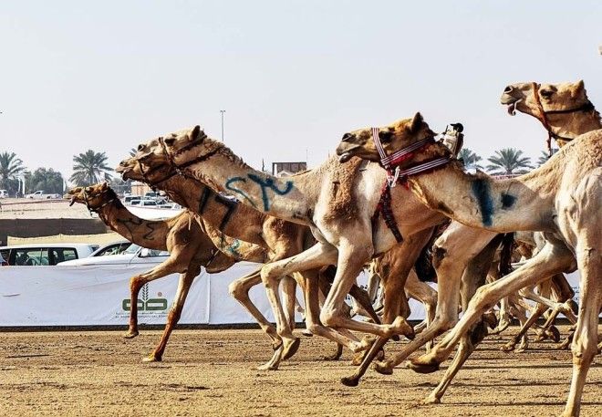 Интересные факты об ОАЭ