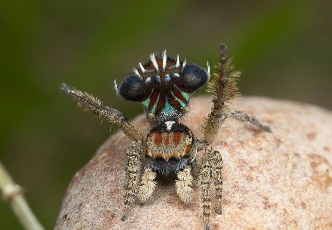 Самый красивый паук обитает в Австралии