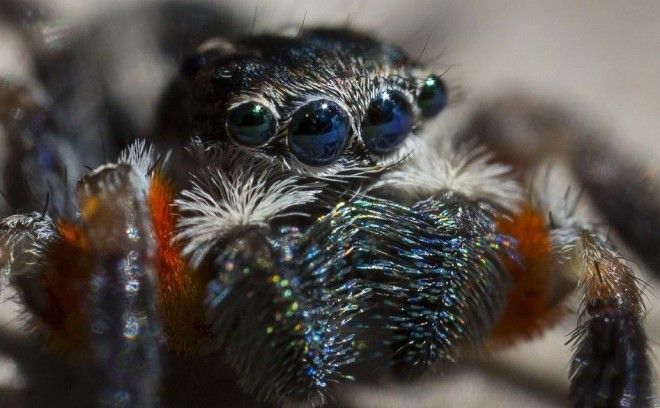 Самый красивый паук обитает в Австралии