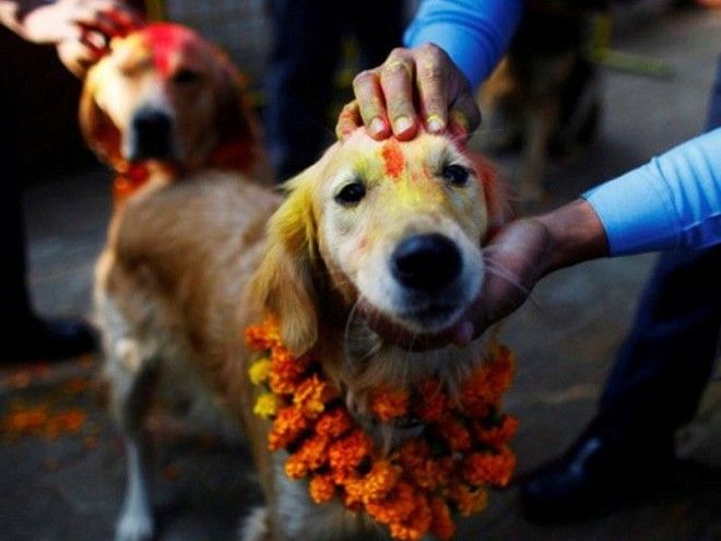 SСуеверная Индия зачем девушку выдают замуж за собаку
