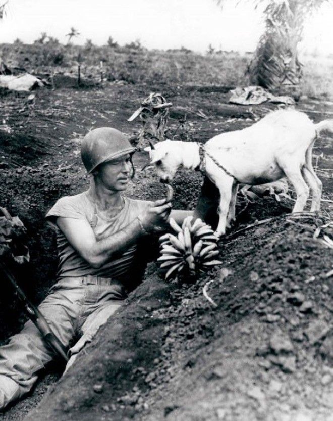 Солдат делится бананом с козой
